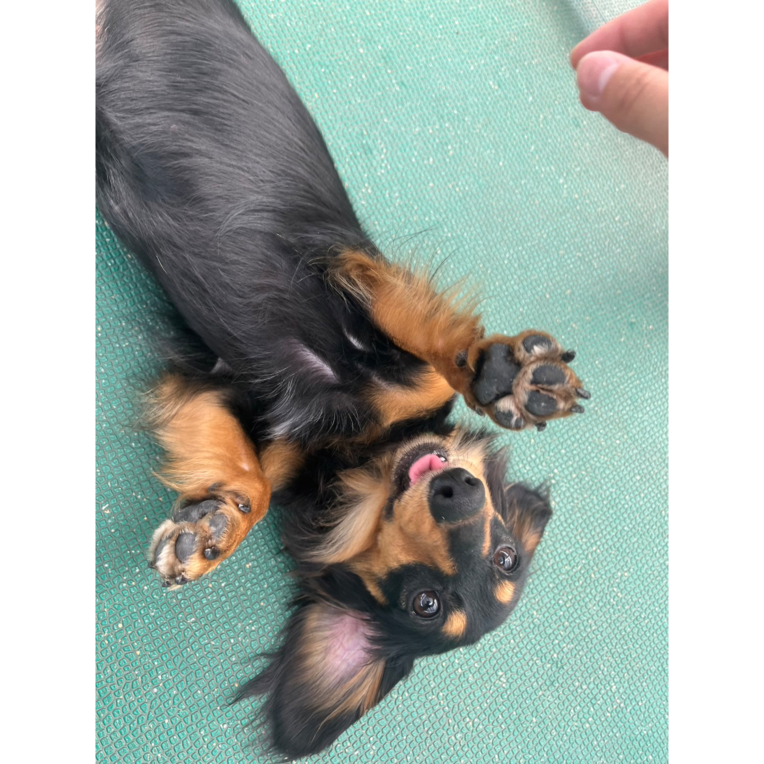 生徒が撮影したモデル犬の写真を送ってくれました☆